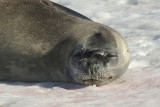 Weddell seal - Half Moon Island
