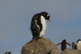 Gentoo penguin - Neko Harbour