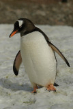 Gentoo penguin - Neko Harbour