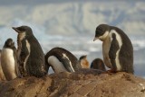 Gentoo penguin - Neko Harbour