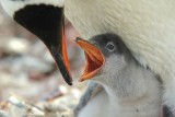 Gentoo penguin chick - Neko Harbour