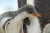 Gentoo penguin chick - Neko Harbour