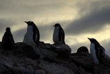 Gentoo penguin - Petermann Island