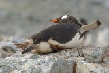 Gentoo penguin - Danco Island