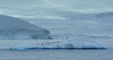 Chinstrap penguins near Melchior Islands