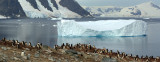 Gentoo penguin - Danco Island