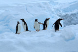 Gentoo penguin on iceberg - Neko Harbour