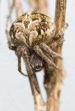 Agelenatea redii