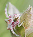 Thomisus onustus