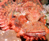 Scorpion Fish