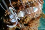 Periclimenes magnificus (Magnificent Shrimp)