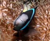 Amphiprion sp.  (Clarks anemonefish?)