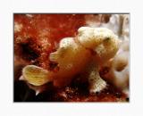 Antennarius sp. (a juvenile Frogfish)