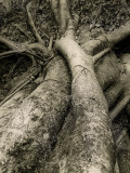 Giant Feet