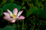 Pink Lotus