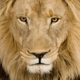 Lion close-up (orig)