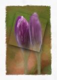 Crocus