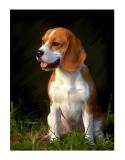 Beagle (full-size)