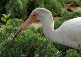 White Ibis