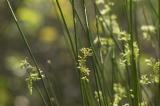 Reeds and Weeds