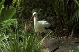 White Stork