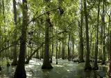 The Cypress Swamp
