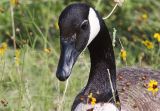 Canadian Goose Portrait