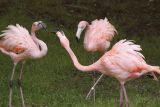 Flamingo Fight