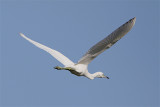 Aigrette bleue-5.jpg
