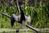 Anhinga Amerique-5.jpg