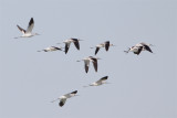 Avocette Amerique-2.jpg