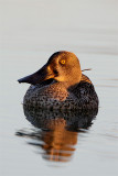 Canard souchet-1.jpg