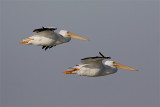 Pelican blanc-1.jpg