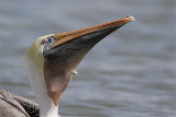 Pelican brun-7.jpg