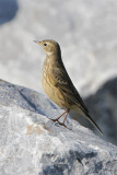 Pipit Amerique-1.jpg