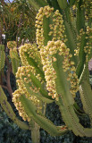 cactus/The Getty Center