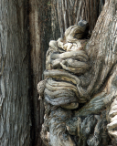 cypress/worlds largest biomass