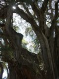 cypress tree/worlds largest biomass