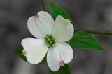 Dogwood Blossom