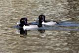 Rng-necked Ducks