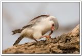 Alcon Enano - Pygmy Falcon