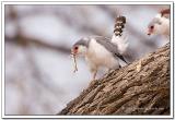 Alcon Enano - Pygmy Falcon