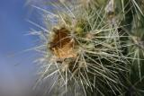 High Desert Cactus