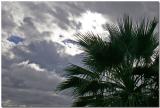 Cloudy Palm