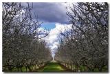 Winter Orchard