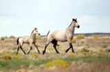 Mustangs - 2010