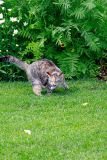 _MG_2130 cat and mouse.jpg