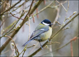 Great Tit