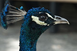 Peacock, or Devil in the Details XLIII