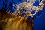 20051203 / Jelly